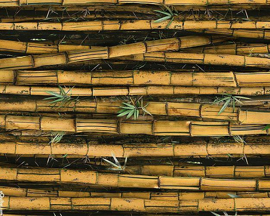 Какой бамбук называют в Китае счастливым?